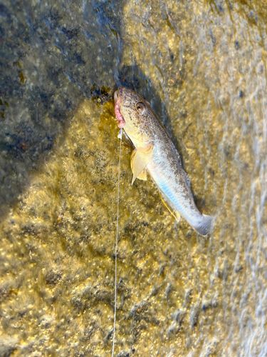 ハゼの釣果