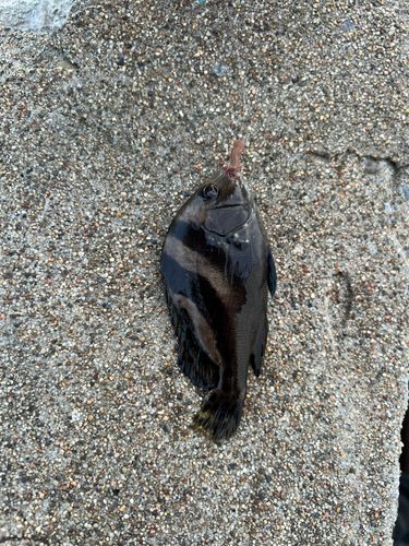 コショウダイの釣果