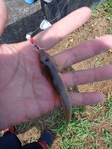 マハゼの釣果
