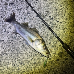 マルスズキの釣果