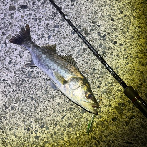 マルスズキの釣果