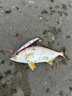 ショゴの釣果