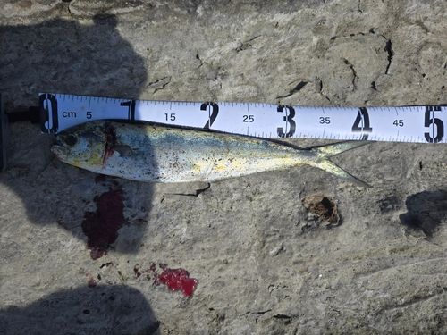 シイラの釣果