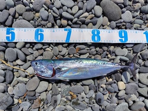 マルソウダの釣果