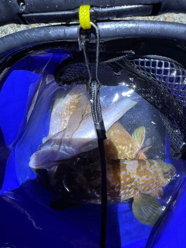 キジハタの釣果