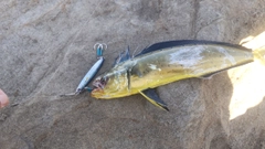 シイラの釣果