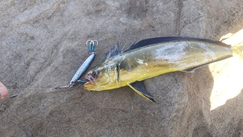 シイラの釣果
