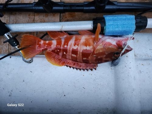 アカハタの釣果