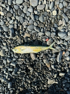 シイラの釣果