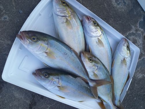 ショゴの釣果