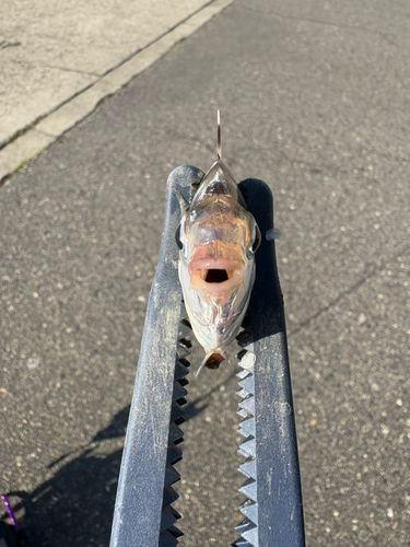 ヒイラギの釣果