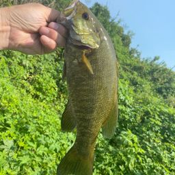 スモールマウスバス