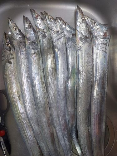 タチウオの釣果