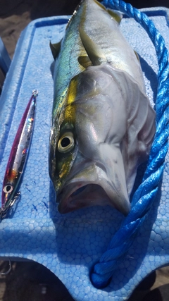 ワカシの釣果