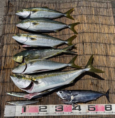 ワラサの釣果