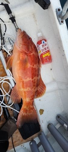 スジアラの釣果