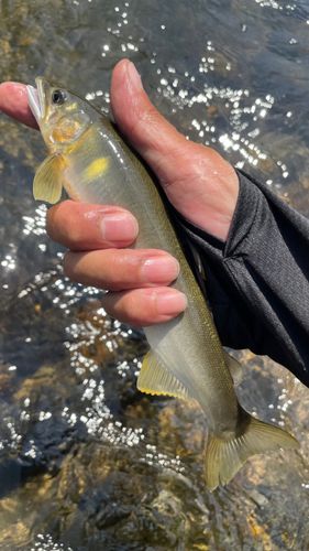アユの釣果