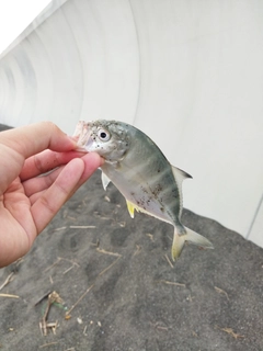 メッキの釣果