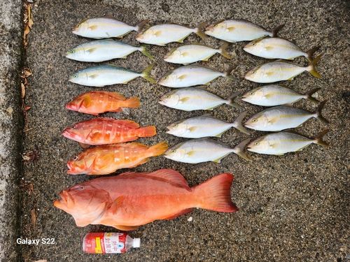 スジアラの釣果