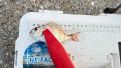 チャリコの釣果