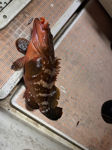 キジハタの釣果