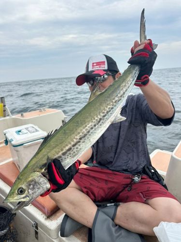 サワラの釣果