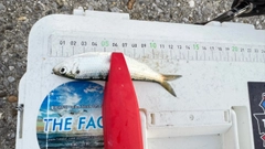 サッパの釣果