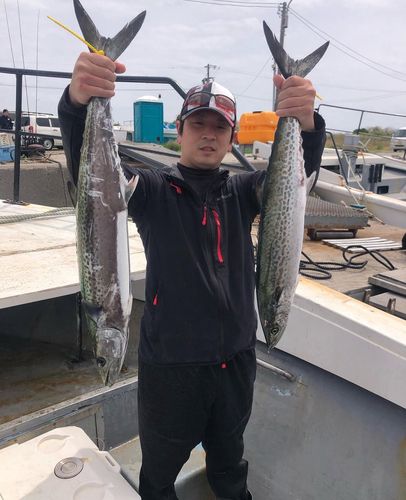 サワラの釣果