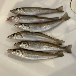 シロギス