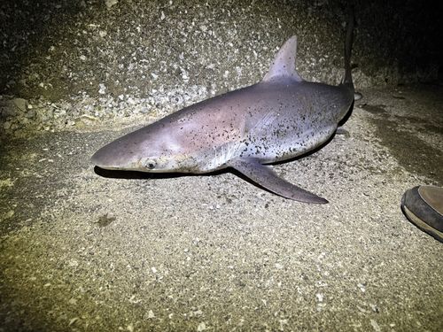 サメの釣果