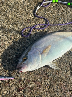 ショゴの釣果