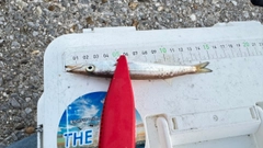 カマスの釣果