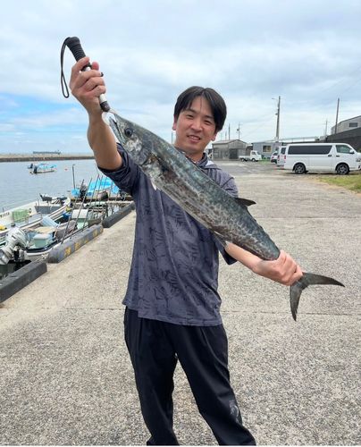 サワラの釣果