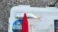 サッパの釣果