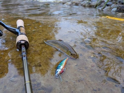 カワムツの釣果