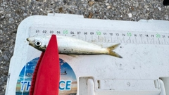 サッパの釣果