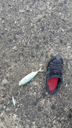 釣果