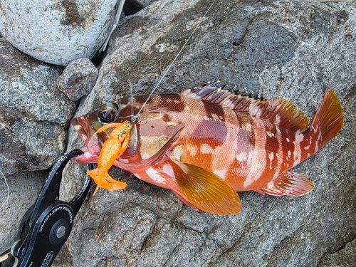 アカハタの釣果