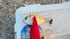 チャリコの釣果