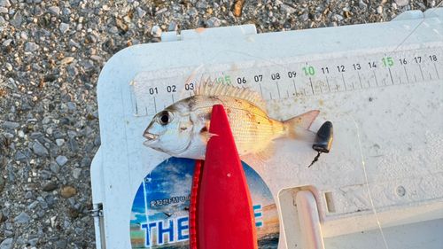 チャリコの釣果