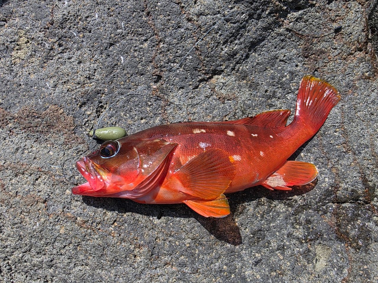 GCRAFT セブンセンスTR ミッドナイトモンスター リミテッド 18 MMLS