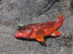 アカハタの釣果