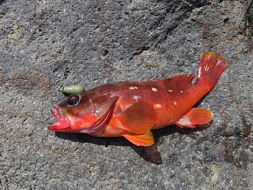 アカハタの釣果