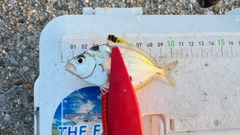 チャリコの釣果