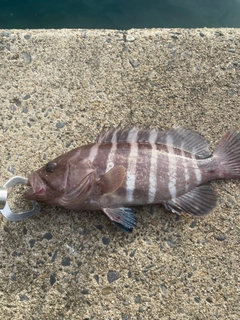 マハタの釣果