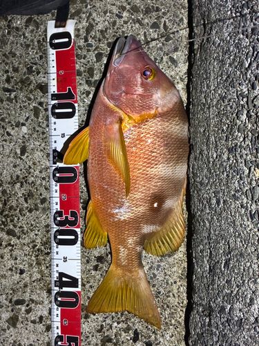 シブダイの釣果