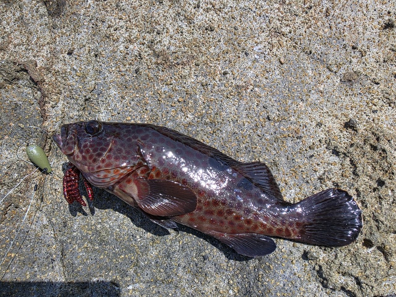 GCRAFT セブンセンスTR ミッドナイトモンスター リミテッド 18 MMLS