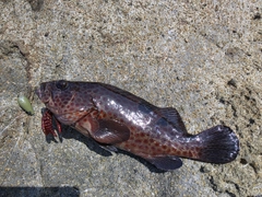 キジハタの釣果