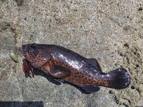 キジハタの釣果