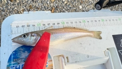 キスの釣果